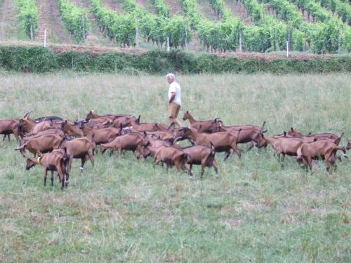 AZIENDA AGRICOLA I GRATER A TORRAZZA COSTE