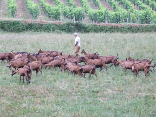 AZIENDA AGRICOLA I GRATER A TORRAZZA COSTE