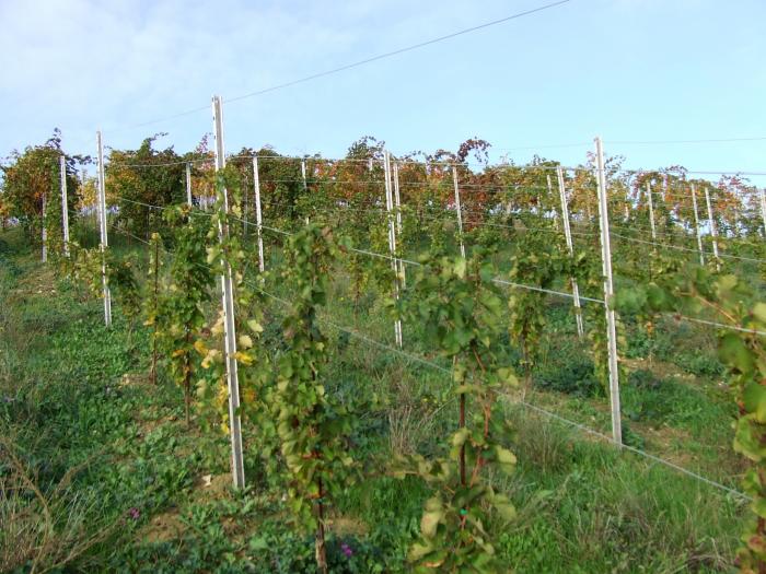 AZIENDA COLLE DEL BRICCO A TORRE SACCHETTI