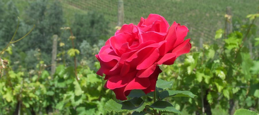 Le Selezioni - Una rosa tra il pergolato