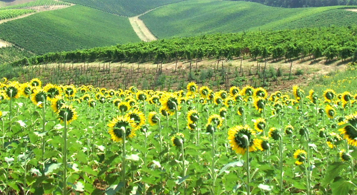 Le alture con i girasoli