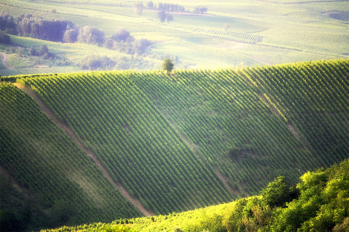 Wine Project