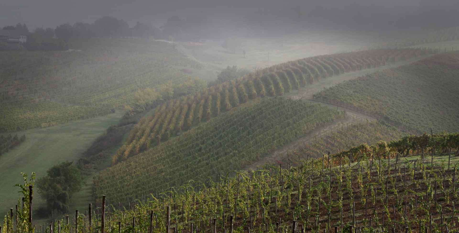 vini, prodotti tipi e ospitalità