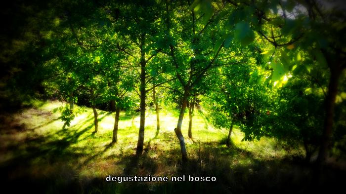 DEGUSTAZIONE NEL BOSCO