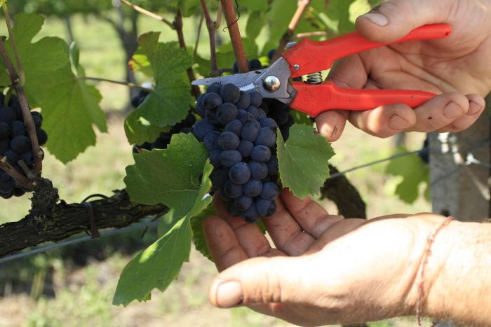 LA VENDEMMIA 2015 IN OLTREPO' PAVESE